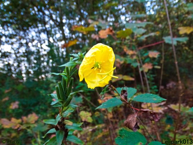 Leijpark013 3 &amp; 4 &amp; 5 &amp; 6 November 2022 