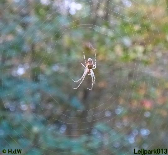 Leijpark013 3 &amp; 4 &amp; 5 &amp; 6 November 2022 