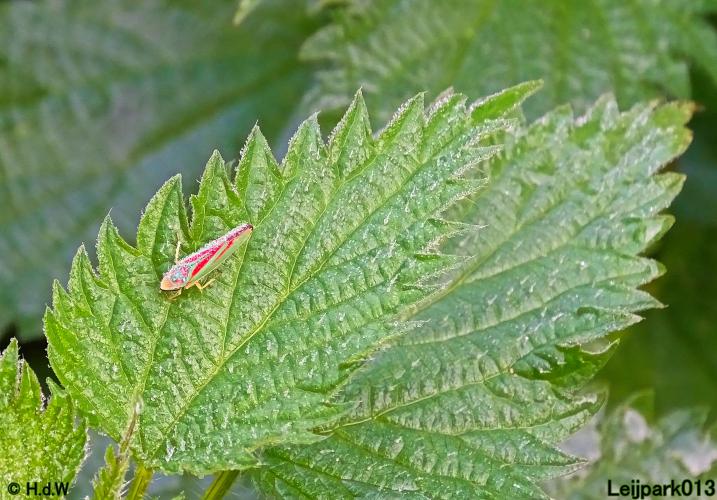 Leijpark013 3 &amp; 4 &amp; 5 &amp; 6 November 2022 