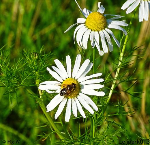 Leijpark013 3 &amp; 4 &amp; 5 &amp; 6 November 2022 