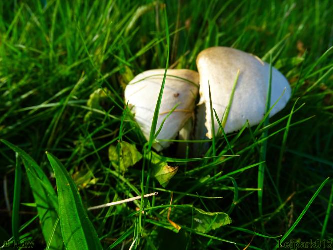 Leijpark013 3 &amp; 4 &amp; 5 &amp; 6 November 2022 