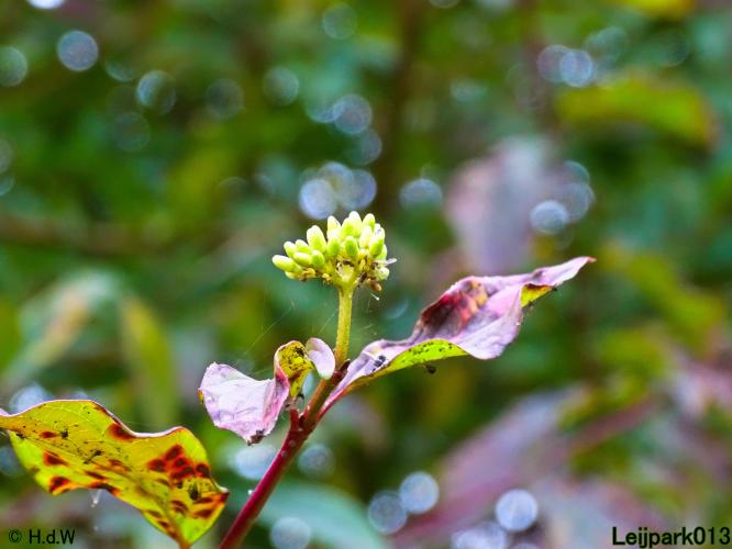 Leijpark013 3 &amp; 4 &amp; 5 &amp; 6 November 2022 