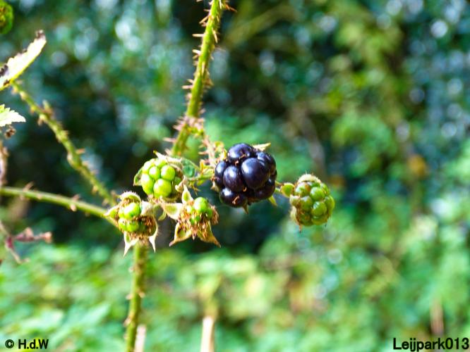 Leijpark013 3 &amp; 4 &amp; 5 &amp; 6 November 2022 