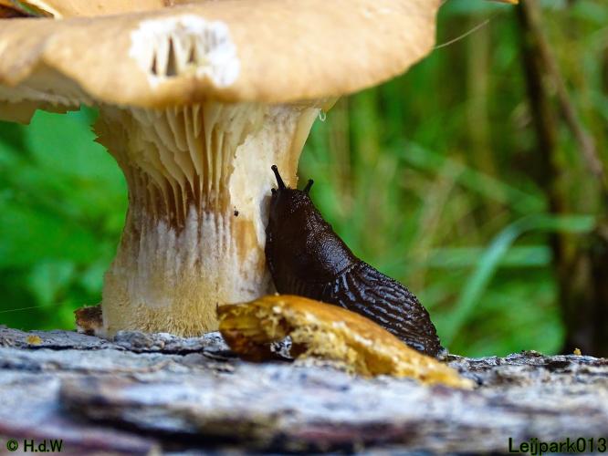 Leijpark013 3 &amp; 4 &amp; 5 &amp; 6 November 2022 