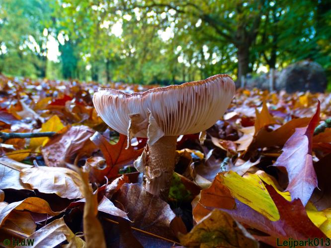 Leijpark013 3 &amp; 4 &amp; 5 &amp; 6 November 2022 