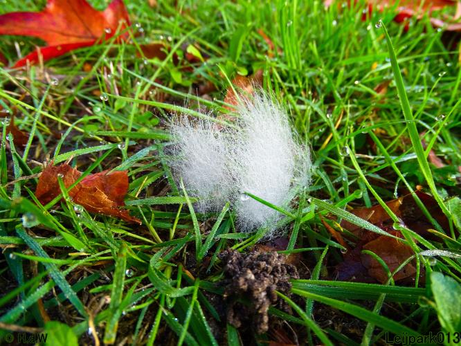 Leijpark013 3 &amp; 4 &amp; 5 &amp; 6 November 2022 