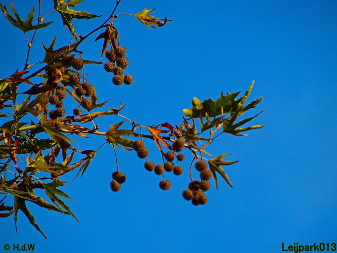 Leijpark013 3 &amp; 4 &amp; 5 &amp; 6 November 2022 