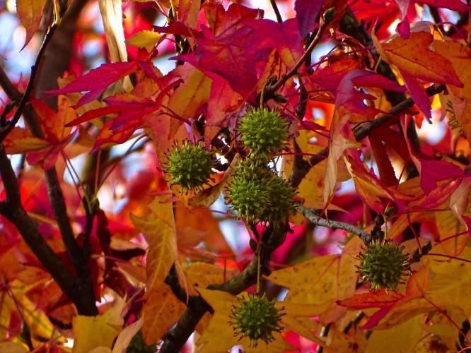 Leijpark013 3 &amp; 4 &amp; 5 &amp; 6 November 2022 