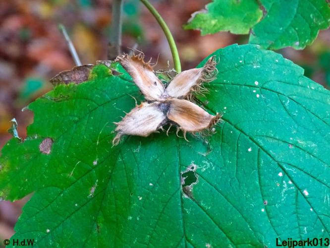 Leijpark013 3 &amp; 4 &amp; 5 &amp; 6 November 2022 