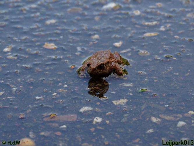 Pad Leijpark013 