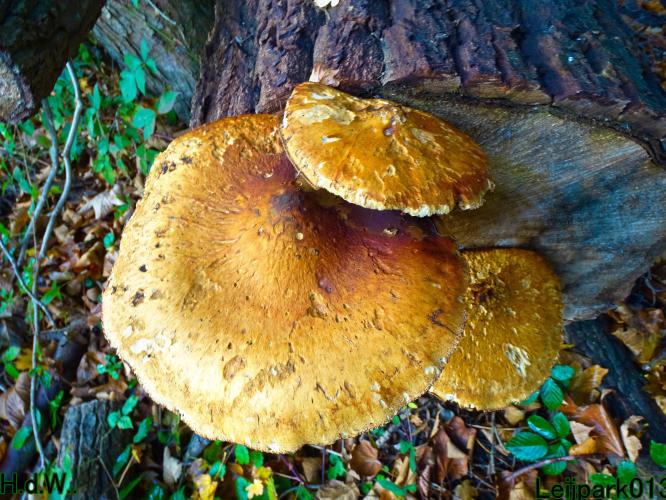 Leijpark013 19 &amp;20 &amp; 21 &amp; 22 november 2022