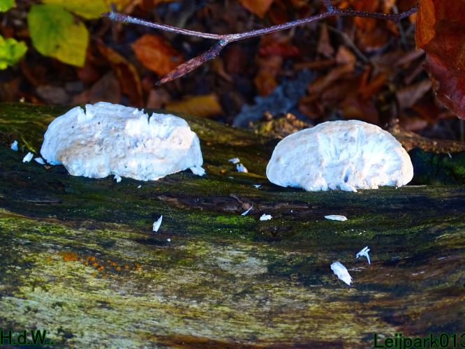 Leijpark013 19 &amp;20 &amp; 21 &amp; 22 november 2022