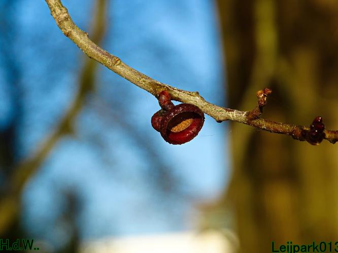 Leijpark013 19 &amp;20 &amp; 21 &amp; 22 november 2022