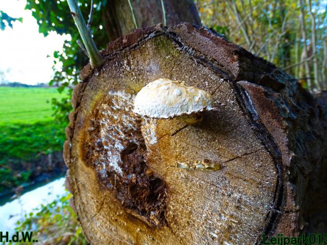 Leijpark013 19 &amp;20 &amp; 21 &amp; 22 november 2022