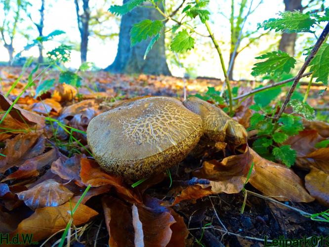 Leijpark013 19 &amp;20 &amp; 21 &amp; 22 november 2022