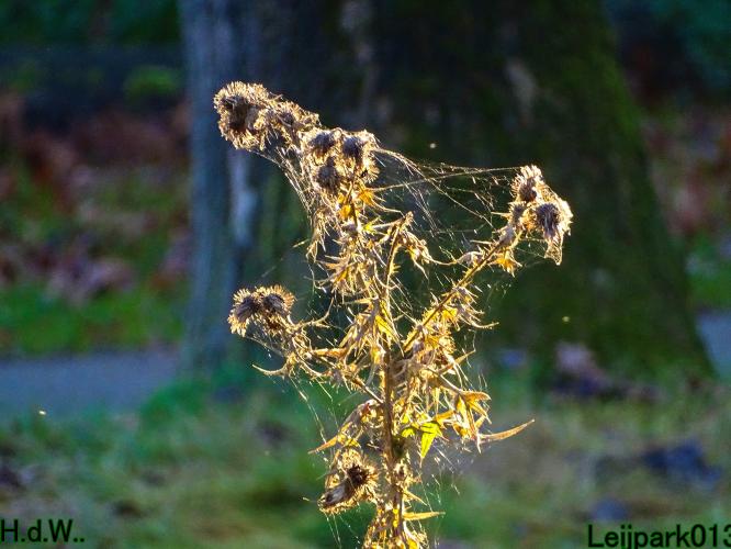 Leijpark013 19 &amp;20 &amp; 21 &amp; 22 november 2022