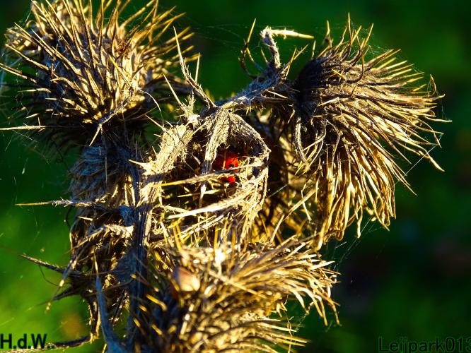 Leijpark013 19 &amp;20 &amp; 21 &amp; 22 november 2022