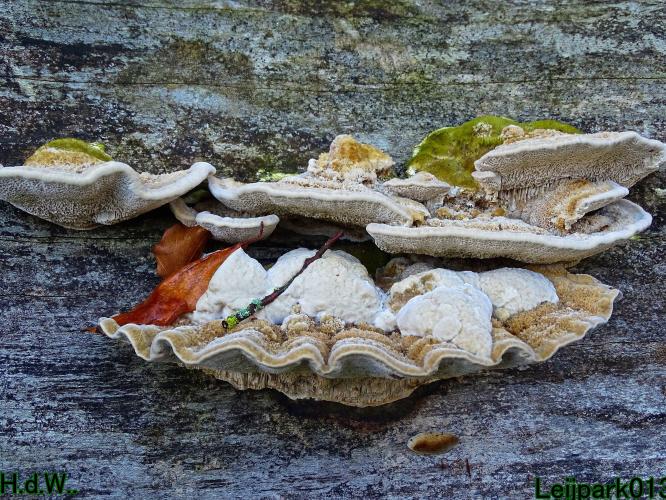 Leijpark013 19 &amp;20 &amp; 21 &amp; 22 november 2022