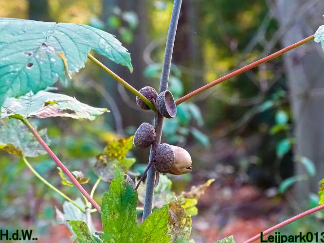 Leijpark013 19 &amp;20 &amp; 21 &amp; 22 november 2022