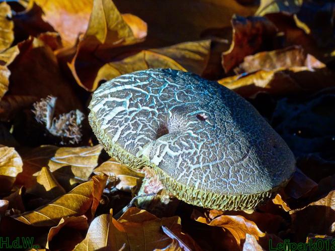 Leijpark013 19 &amp;20 &amp; 21 &amp; 22 november 2022