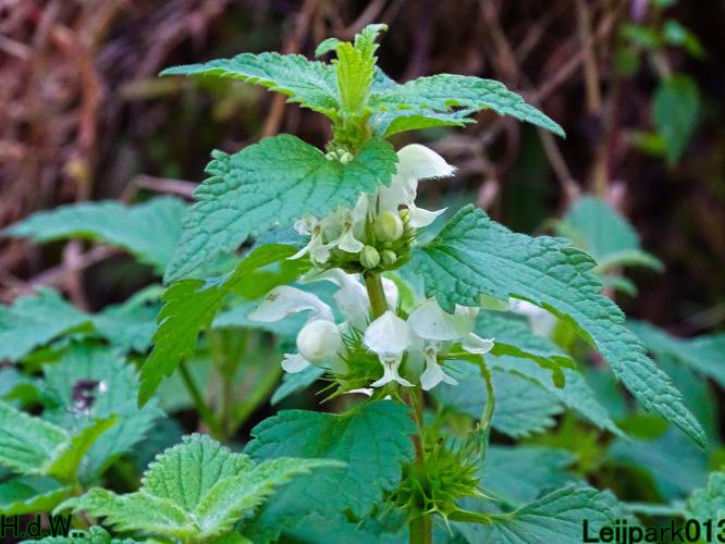 Leijpark013  27 &amp; 28 &amp; 29 &amp; 30 november 2022