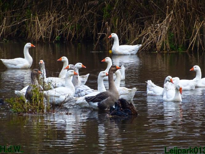 Leijpark013  27 &amp; 28 &amp; 29 &amp; 30 november 2022