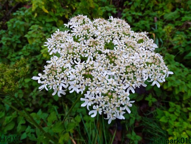 Leijpark013  27 &amp; 28 &amp; 29 &amp; 30 november 2022