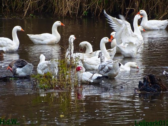 Leijpark013  27 &amp; 28 &amp; 29 &amp; 30 november 2022