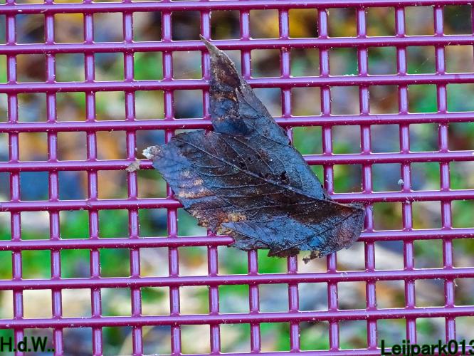 Leijpark013  27 &amp; 28 &amp; 29 &amp; 30 november 2022