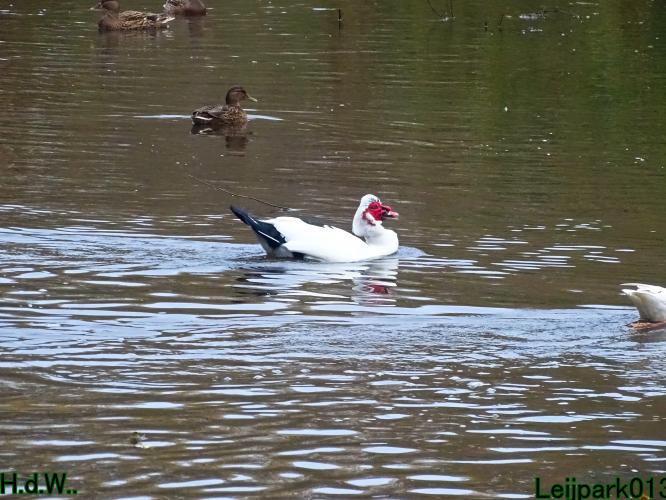 Leijpark013  27 &amp; 28 &amp; 29 &amp; 30 november 2022