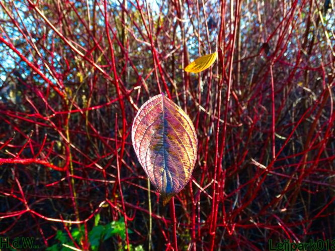 Leijpark013  27 &amp; 28 &amp; 29 &amp; 30 november 2022