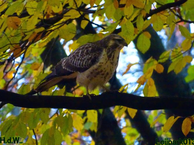 Leijpark013  27 &amp; 28 &amp; 29 &amp; 30 november 2022