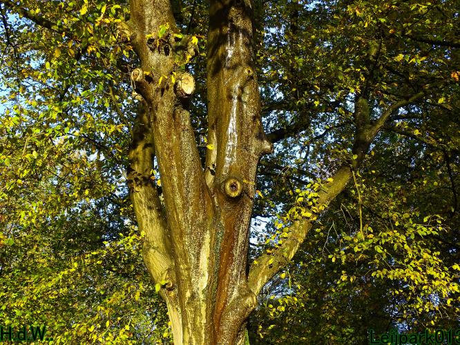 Leijpark013  27 &amp; 28 &amp; 29 &amp; 30 november 2022