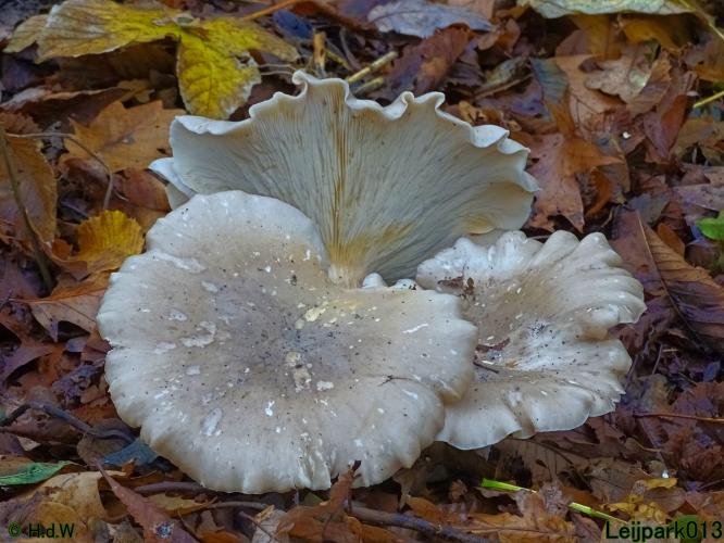 Leijpark013 Nevelzwam 