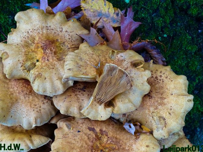 Leijpark013  1 &amp; 2 &amp; 3 &amp; 4 december 2022 