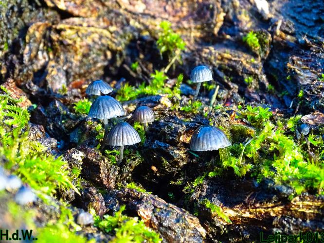 Leijpark013  1 &amp; 2 &amp; 3 &amp; 4 december 2022 