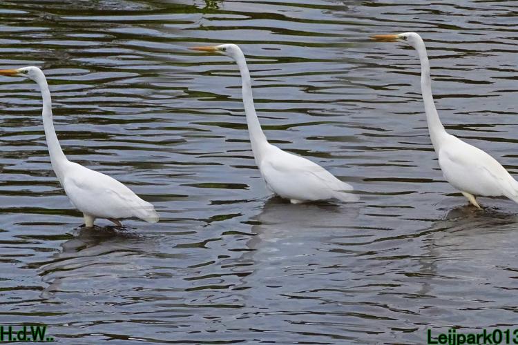 Leijpark013  1 &amp; 2 &amp; 3 &amp; 4 december 2022 