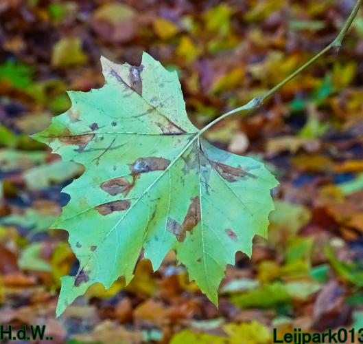 Leijpark013  1 &amp; 2 &amp; 3 &amp; 4 december 2022 