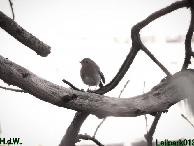 Leijpark013  1 &amp; 2 &amp; 3 &amp; 4 december 2022 