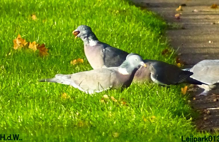 Leijpark013  1 &amp; 2 &amp; 3 &amp; 4 december 2022 