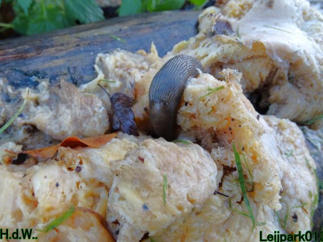 Leijpark013  1 &amp; 2 &amp; 3 &amp; 4 december 2022 