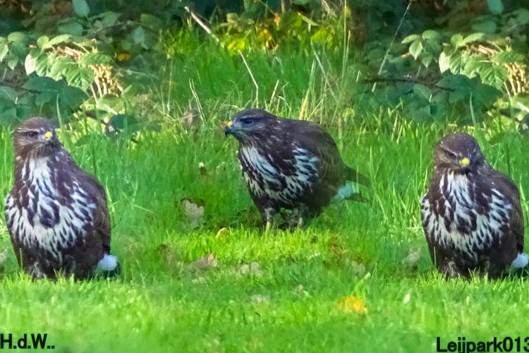 Leijpark013  1 &amp; 2 &amp; 3 &amp; 4 december 2022 