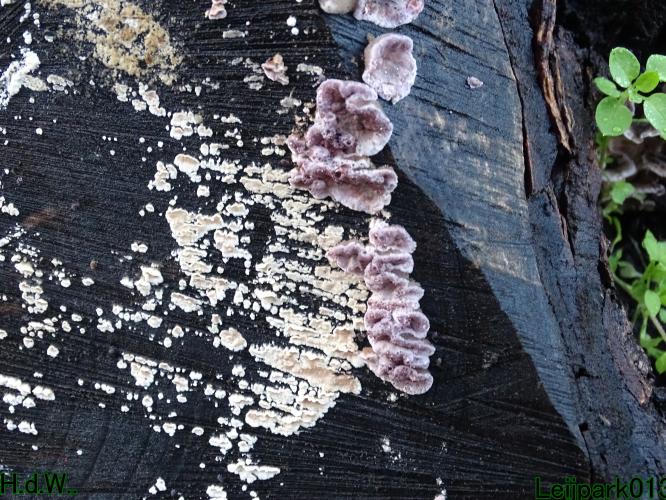 Leijpark013  1 &amp; 2 &amp; 3 &amp; 4 december 2022 