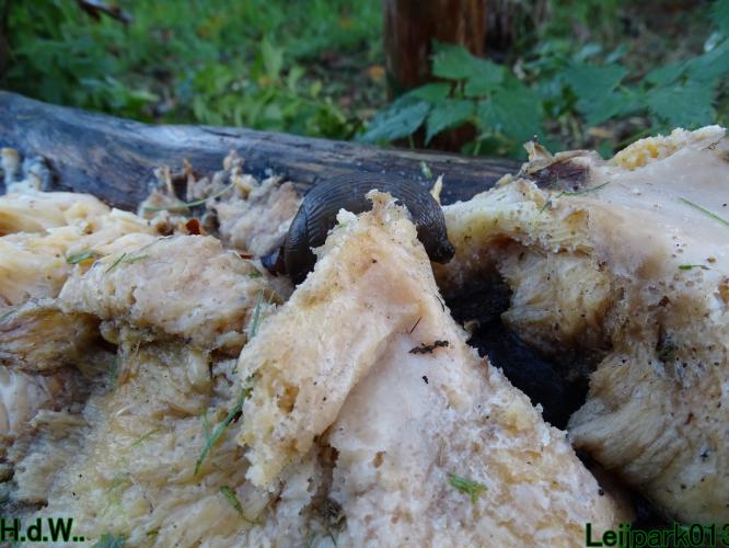 Leijpark013  1 &amp; 2 &amp; 3 &amp; 4 december 2022 