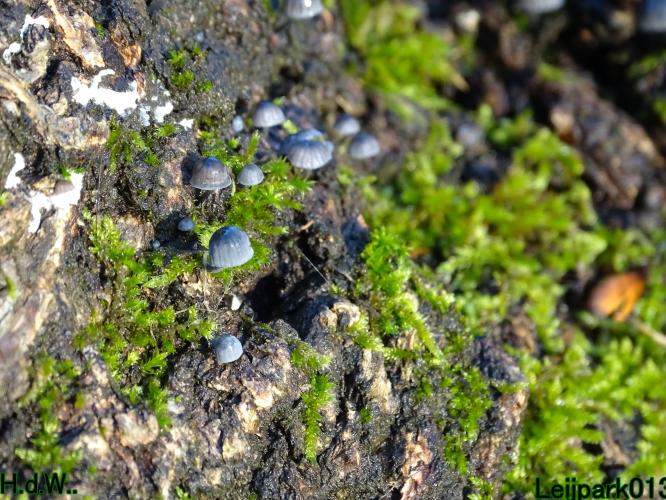 Leijpark013  1 &amp; 2 &amp; 3 &amp; 4 december 2022 