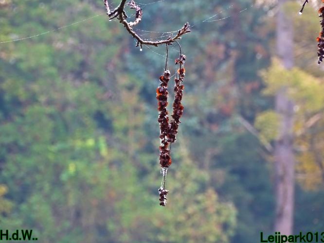 Leijpark013  1 &amp; 2 &amp; 3 &amp; 4 december 2022 