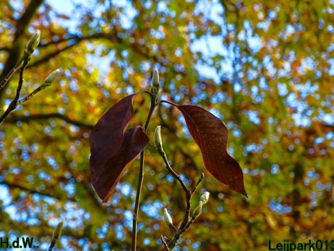 Leijpark013  1 &amp; 2 &amp; 3 &amp; 4 december 2022 