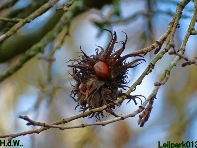 Leijpark013  1 &amp; 2 &amp; 3 &amp; 4 december 2022 