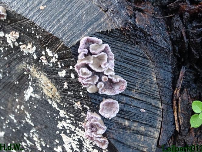 Leijpark013  1 &amp; 2 &amp; 3 &amp; 4 december 2022 