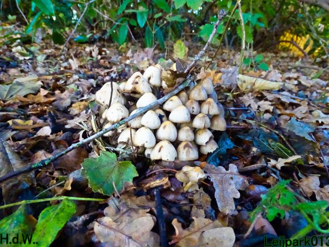 Leijpark013  1 &amp; 2 &amp; 3 &amp; 4 december 2022 